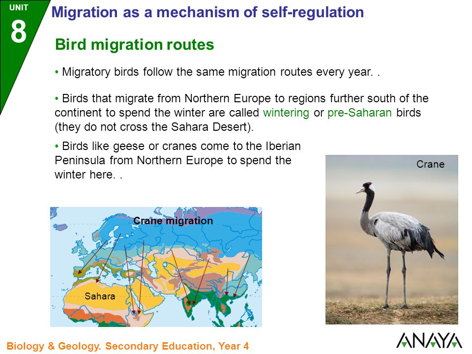 Bird migration routes Migratory birds follow the same migration routes every year..