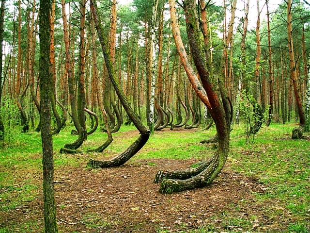 Кривой лес (4)