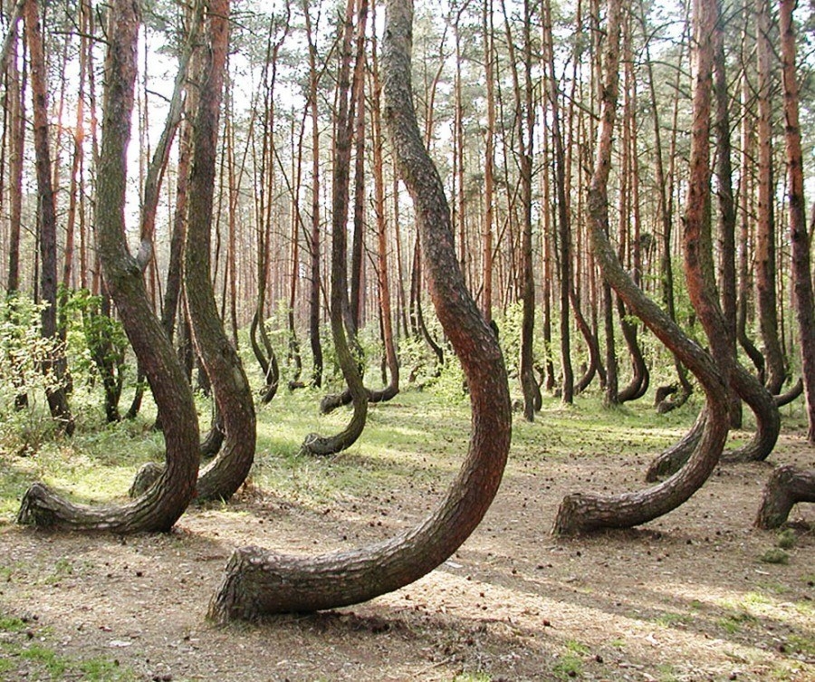 Кривой лес (5)