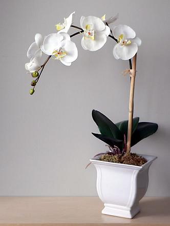 Цветок для дома орхидея