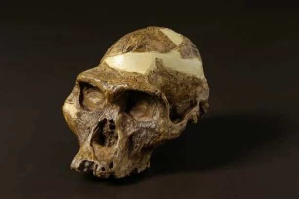 Australopithecus skull