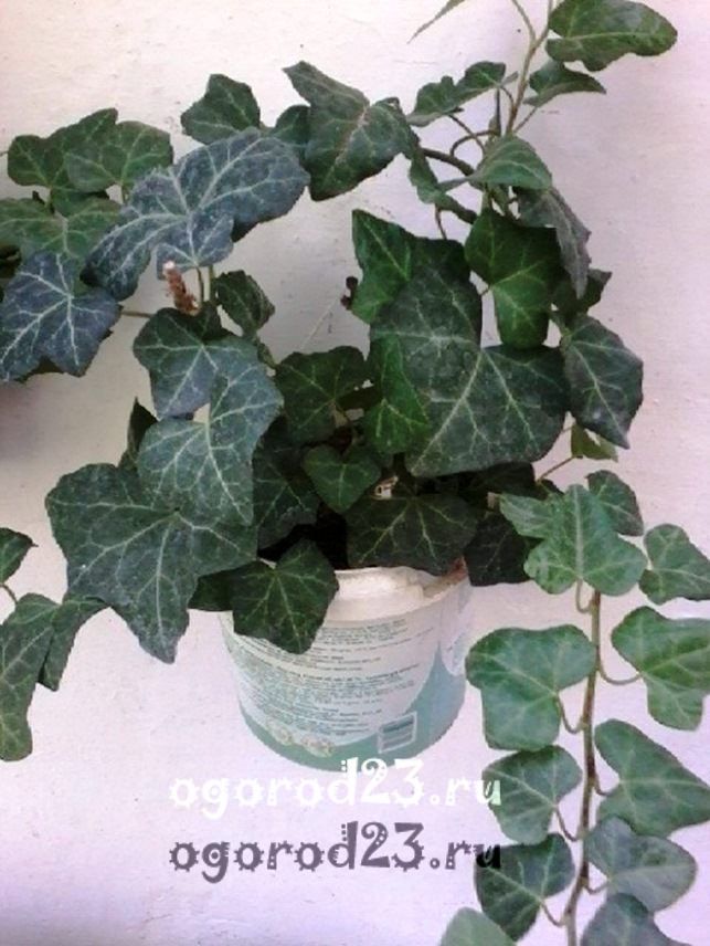 комнатные растения, которые нельзя держать дома – фото и названия 8