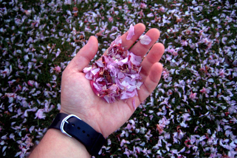 Open hand with petals