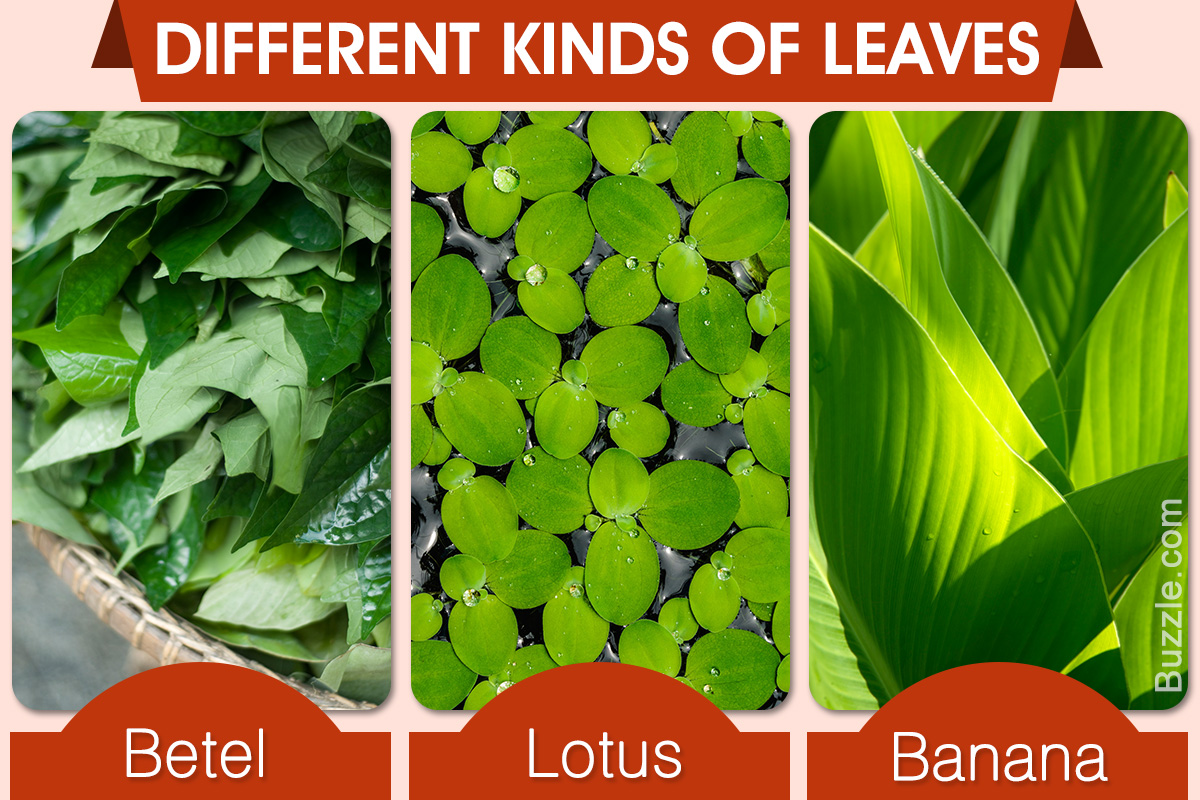 Different Kinds of Leaves