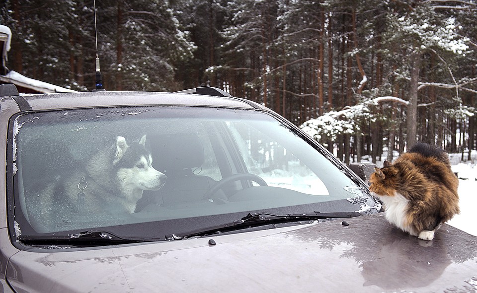 Автомобили-семёрки развивают в своих владельцев желание помогать окружающим. Фото: ИТАР-ТАСС/ Анатолий Струнин 
