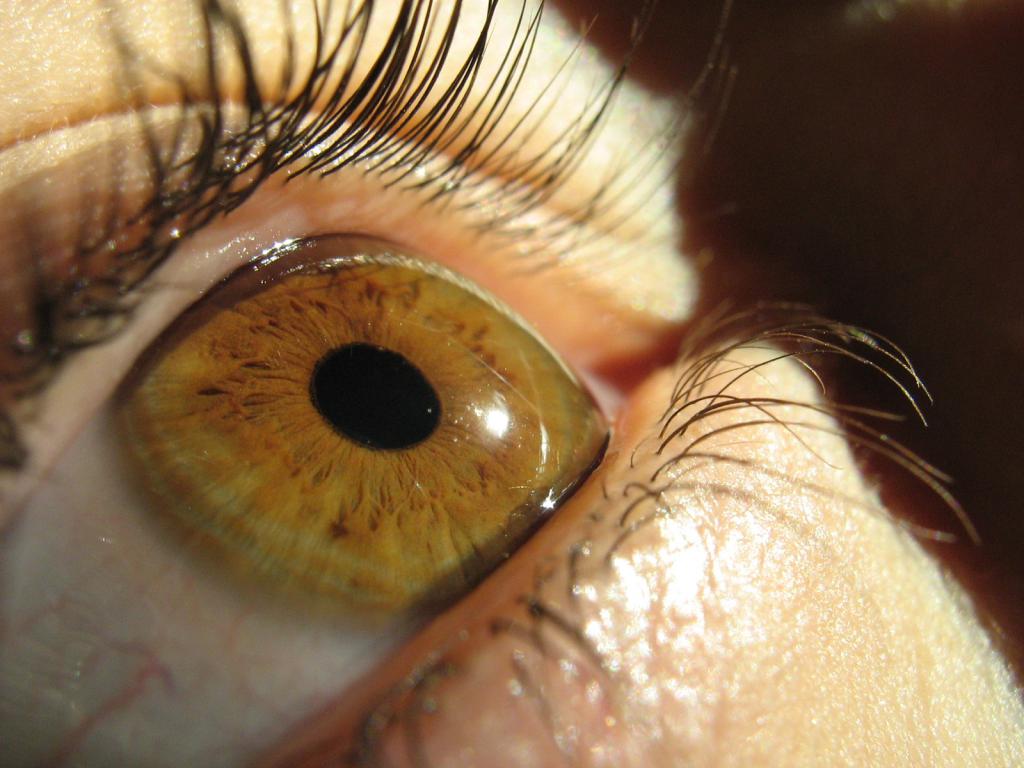 анатомическое строение глаза