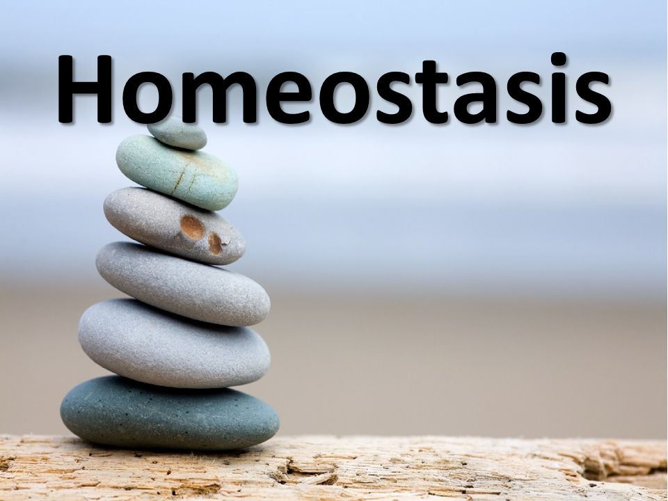 Homeostasis