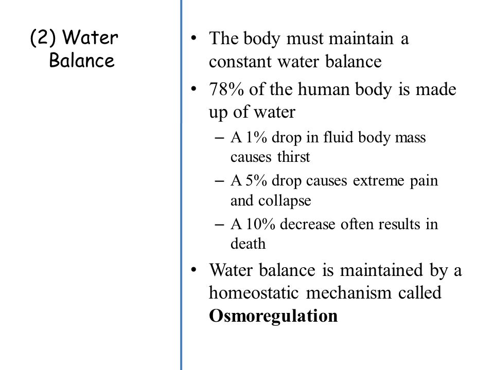 The body must maintain a constant water balance