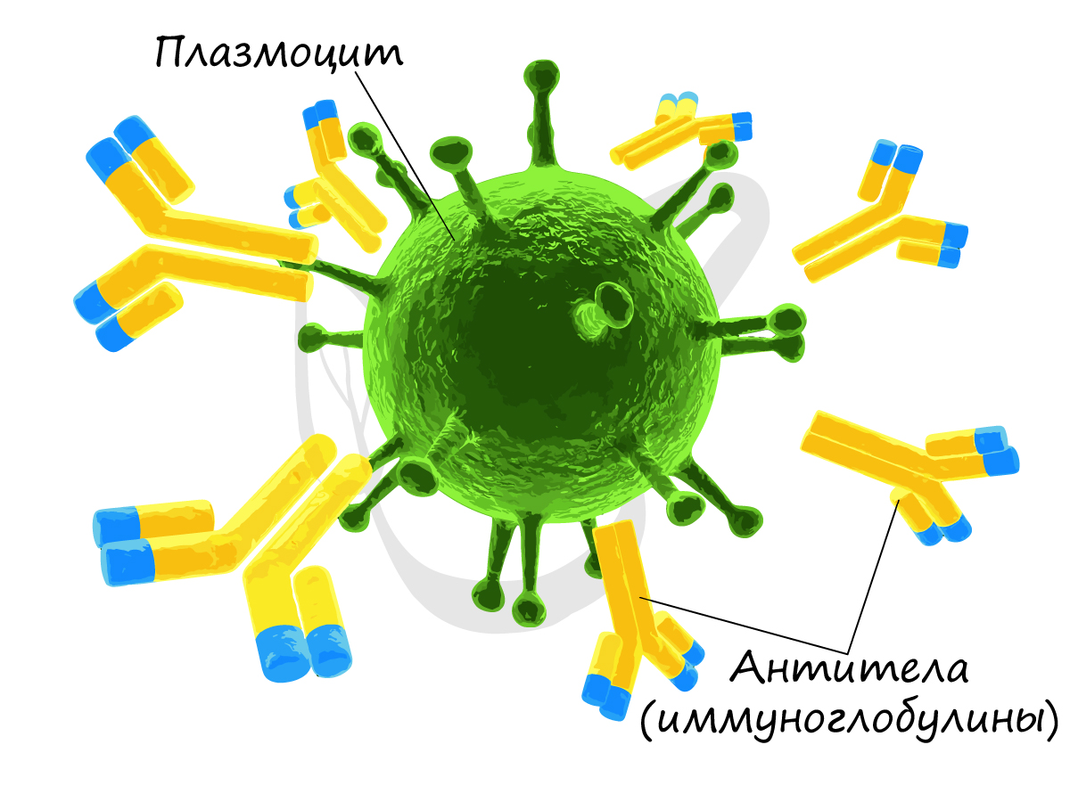 B-лимфоциты антитела