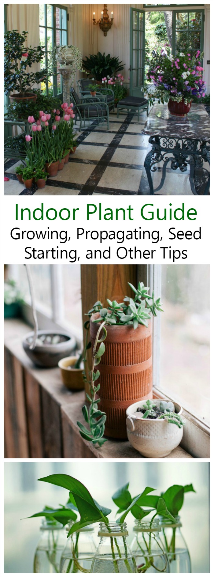 Growing Indoor Plants brings nature indoors. This guide gives you tons of information for choosing, growing, propagating and displaying your indoor plants. Get all your indoor plant information in one place.