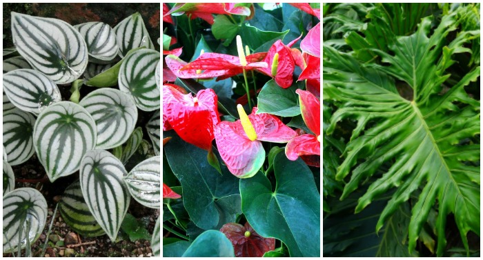 Varieties of Indoor plants and how to care for them.