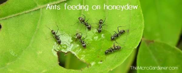 Ants in my Plants, Pots and Soil: Ants feeding on honeydew on a leaf