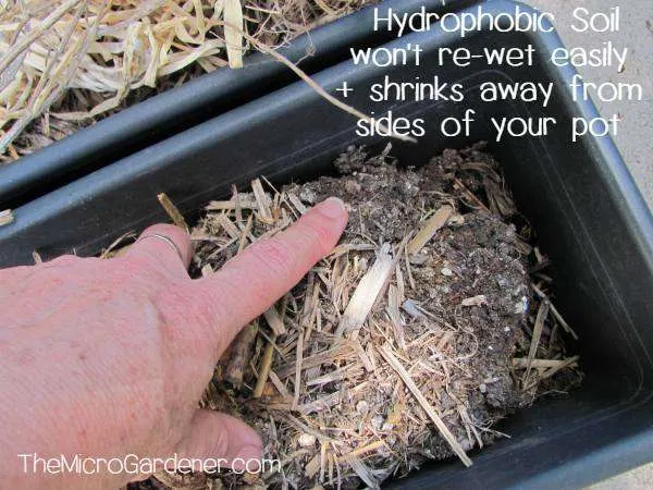 Hydrophobic soil or potting mix repels moisture