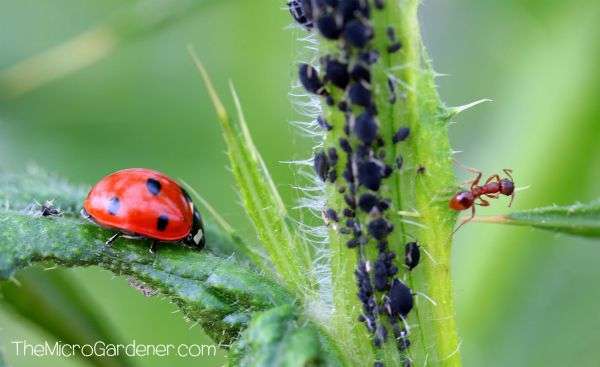 Ants in my Plants, Pots and Soil: Ladybird predator insect in a balanced food fight with one ant protecting many mature black aphids
