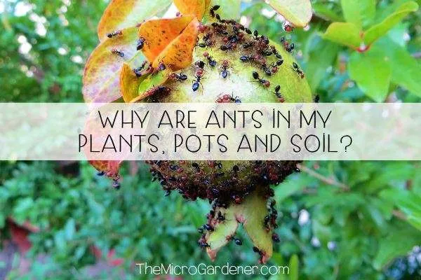 Why are Ants in my Plants, Pots and Soil?