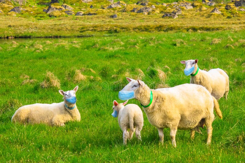 Herd of sheeps with face mask. Herd of sheeps with surgical mask. Concept of herd immunity, conformism and social distancing for COVID-19 pandemic outbreak. New stock image