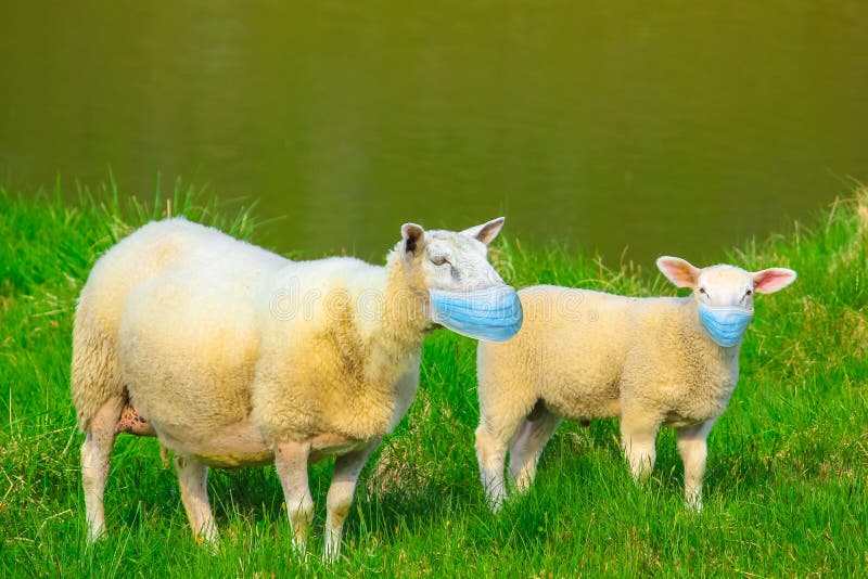 Two sheeps with face mask. Sheeps with surgical face mask. Concept of herd immunity, conformism and mass behavior with social distancing for COVID-19 pandemic royalty free stock image