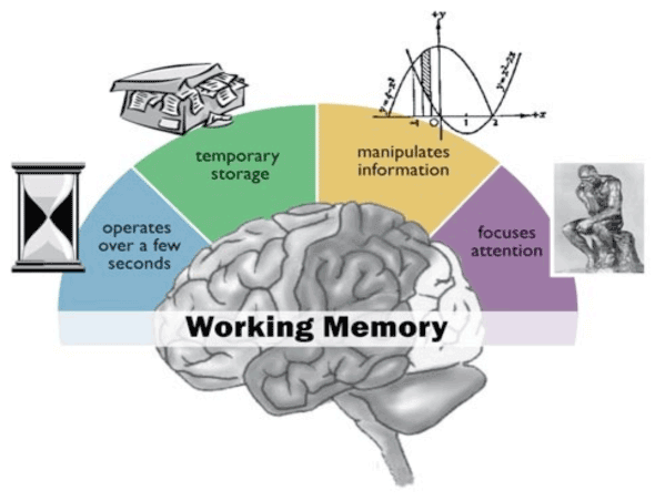 Human Attention Working Memory