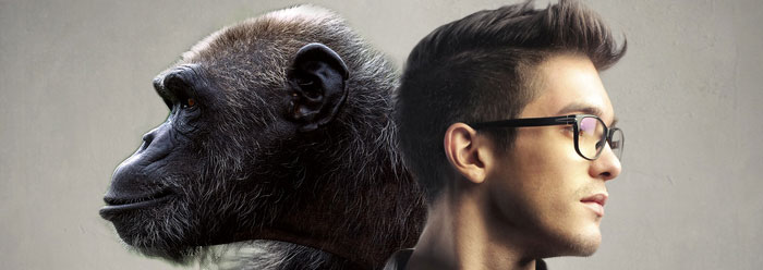 человек и обезьяна различия фото