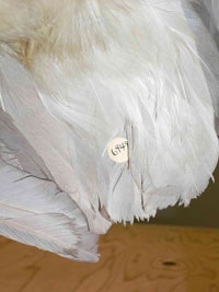 Paper label adhered under tail feather of taxidermied bird.