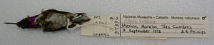 Paper specimen tag attached by string to a bird study skin.