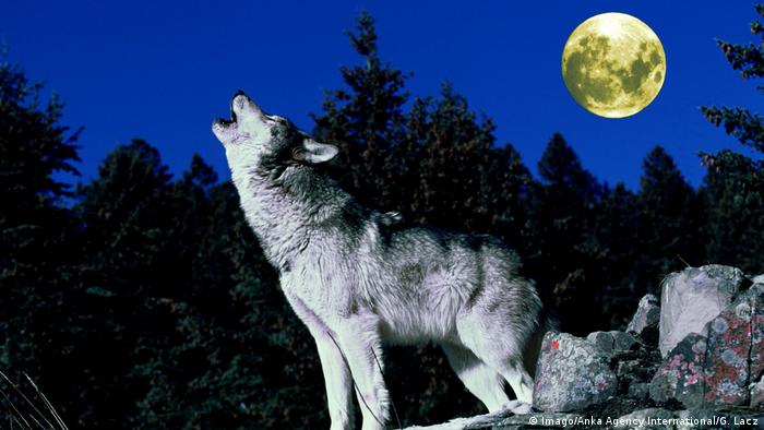 Wolf howling at the night sky (Imago/Anka Agency International/G. Lacz)
