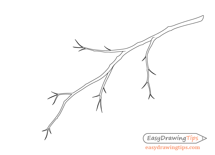 Branch with petioles drawing