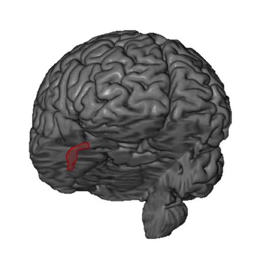 Figure 1 - In this figure, you are viewing the brain as if you were looking at the person