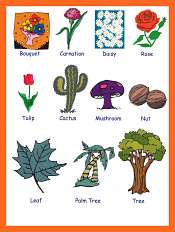 Plants and Flowers Vocabulary For Kids