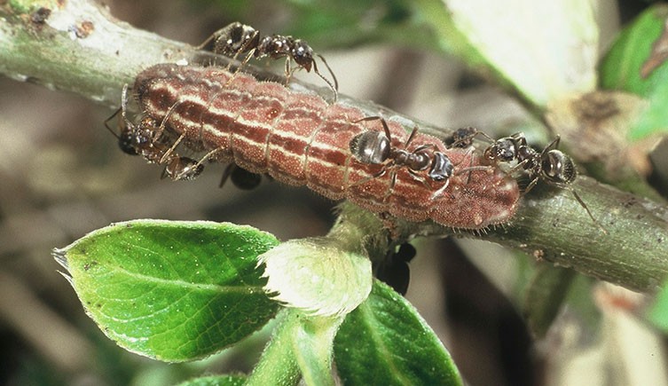 A few ants on a Plebejus argus caterpillar