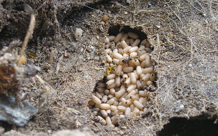 Exposed ant nest