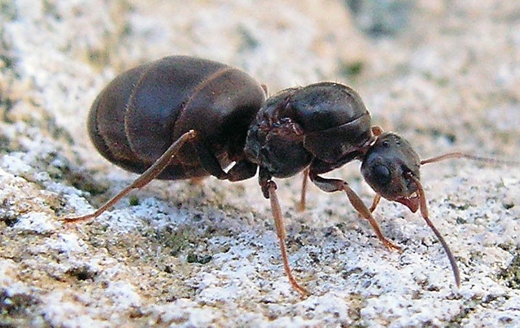 A queen ant that no longer has wings