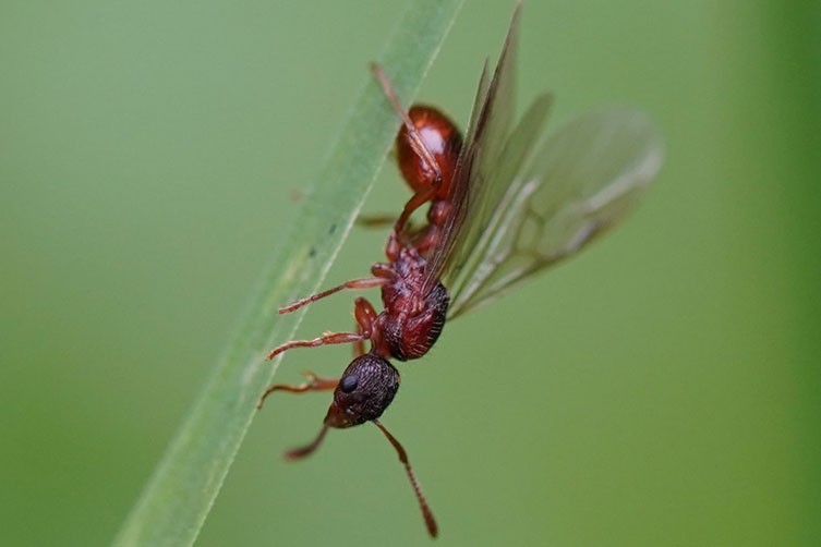 Winged Myrmica rubra ant