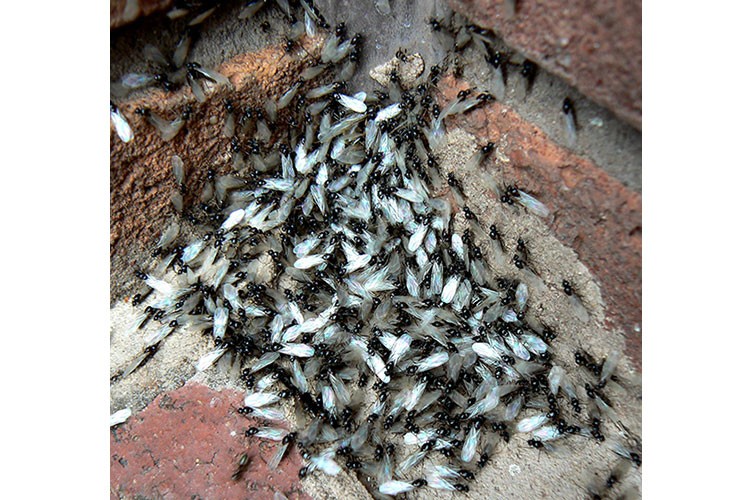 A mass of winged ants next to brickwork
