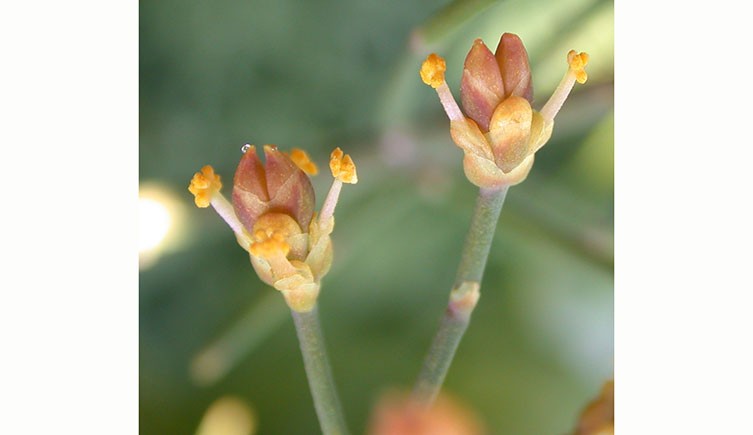 Ephedra foeminea cones