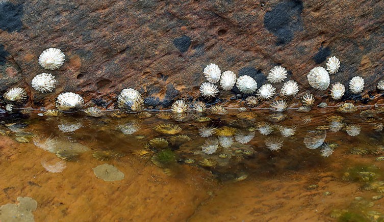 Limpets in a rock pool