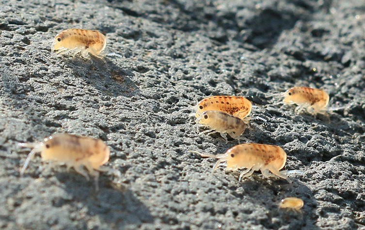 A group of sand hoppers