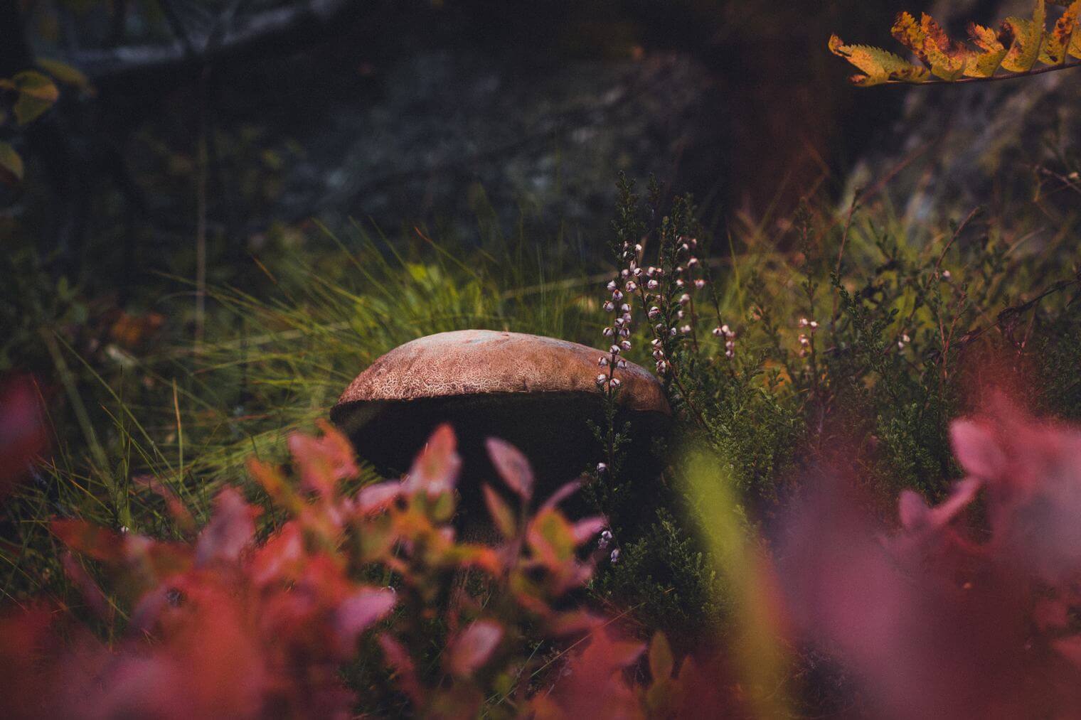 Mushroom and Moss in Moody Colors