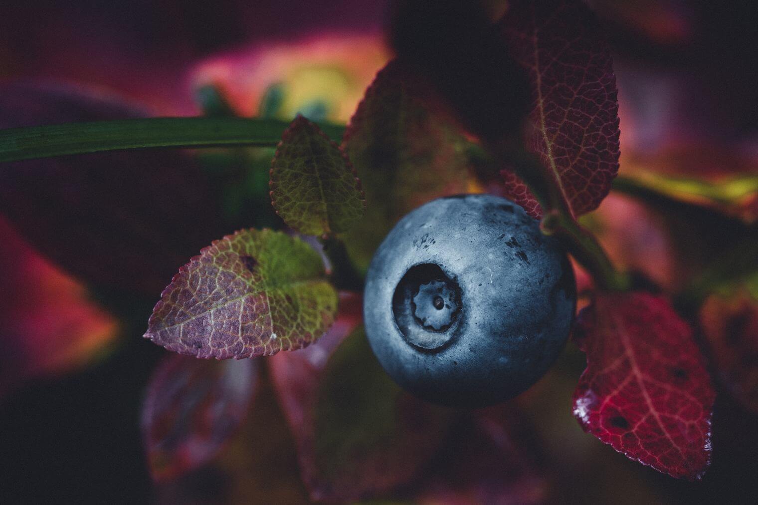 Blueberry and Leaves in Autumn Colors