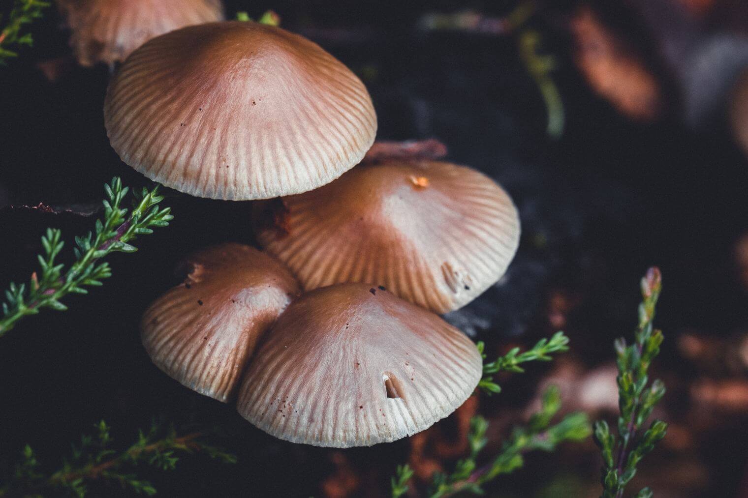 Mushrooms in Moody Colors