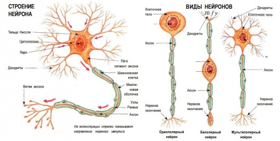 строение нейронов