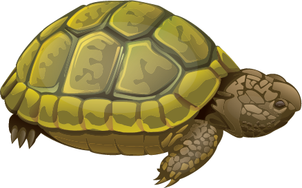 illustration of a turtle