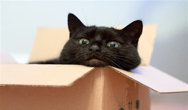 Примета чёрный кот при переезде