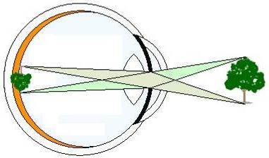 Оптическая система и рефракция глаза
